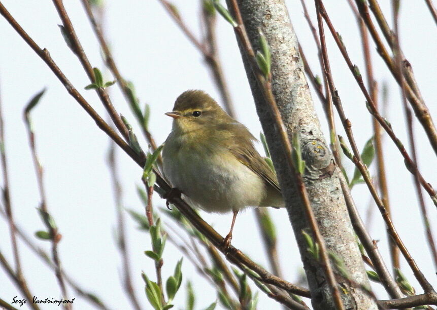 Pouillot fitisadulte, identification