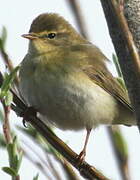 Willow Warbler