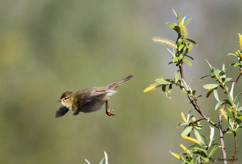 Willow Warbleradult, Flight