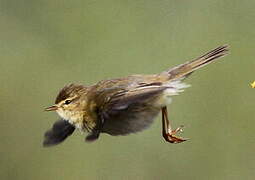 Willow Warbler