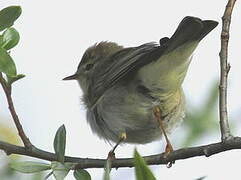 Willow Warbler