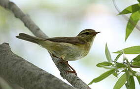 Willow Warbler