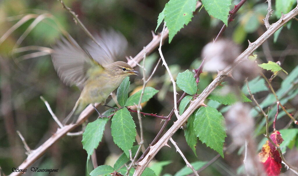 Common Chiffchaffadult, Flight