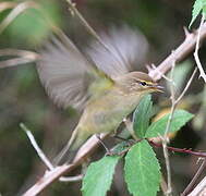 Common Chiffchaff