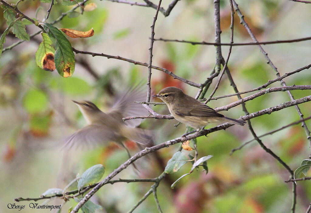 Common Chiffchaffadult, Flight, Behaviour