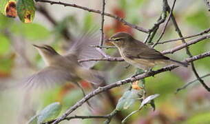 Common Chiffchaff