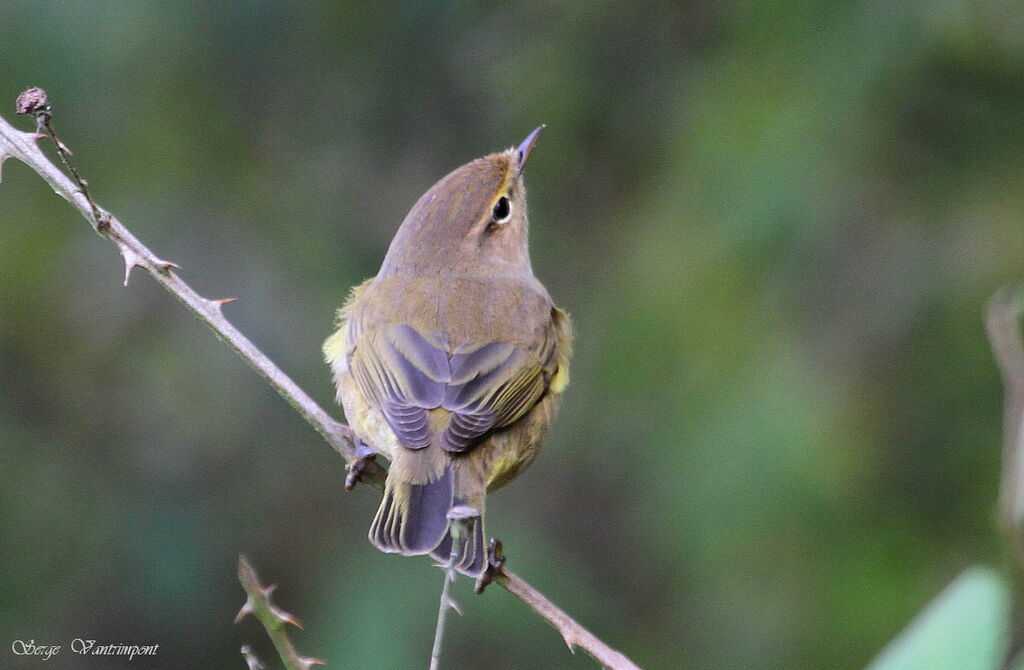 Common Chiffchaffadult, identification, Behaviour