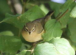 Common Chiffchaff