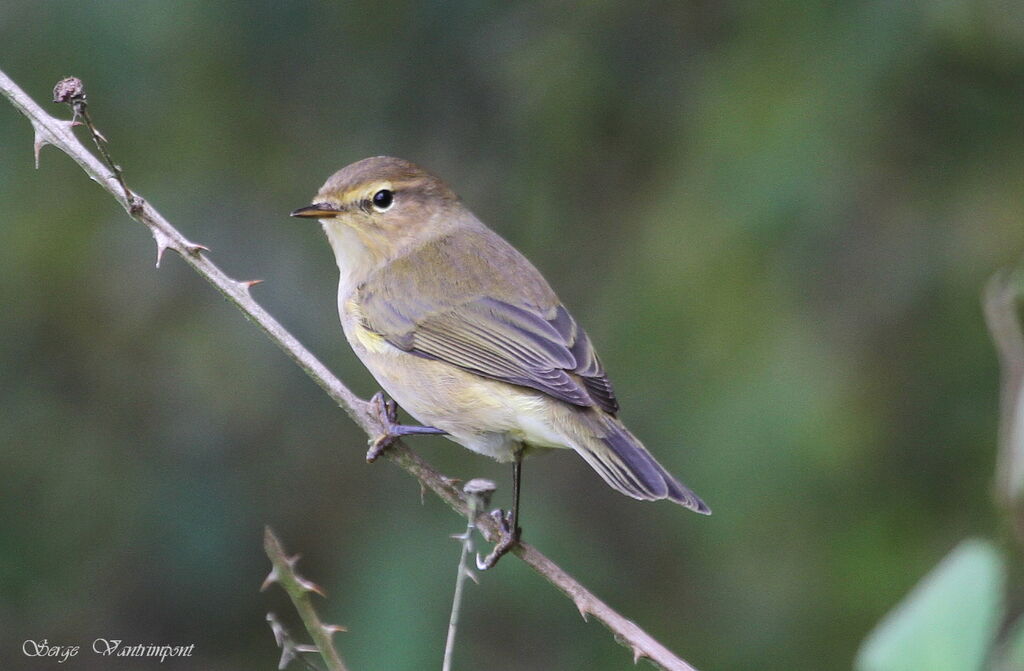 Common Chiffchaffadult, identification, Behaviour