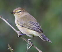 Common Chiffchaff