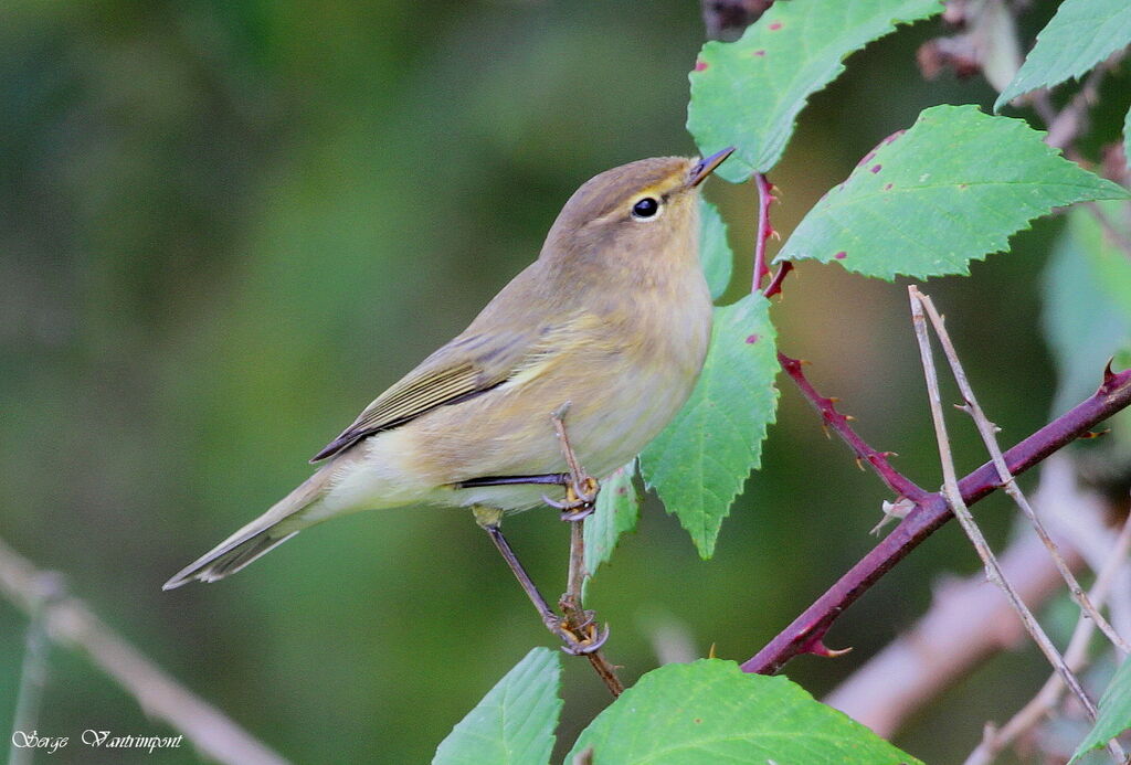 Pouillot véloceadulte, identification, Comportement