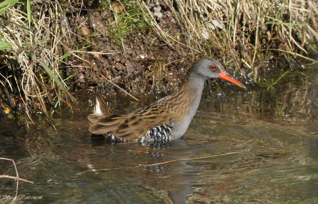 Water Railadult, identification