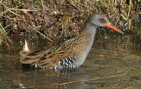 Water Rail