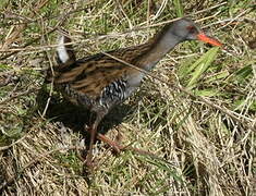 Water Rail