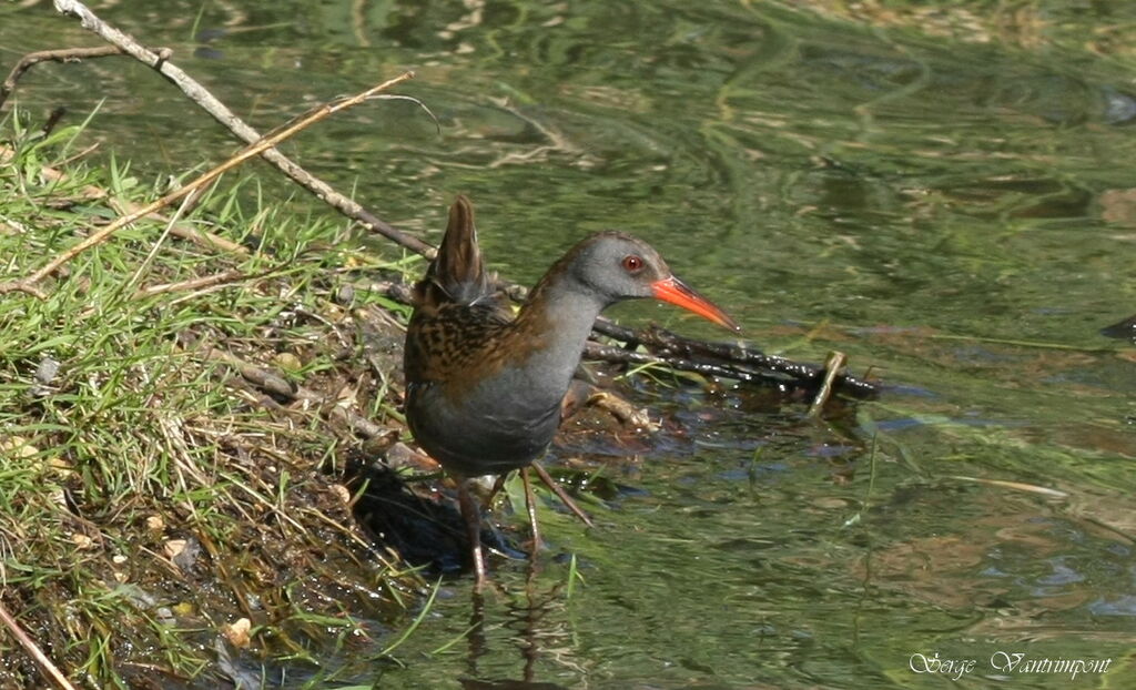 Râle d'eauadulte, Comportement