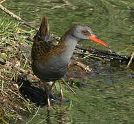 Water Rail