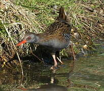 Water Rail