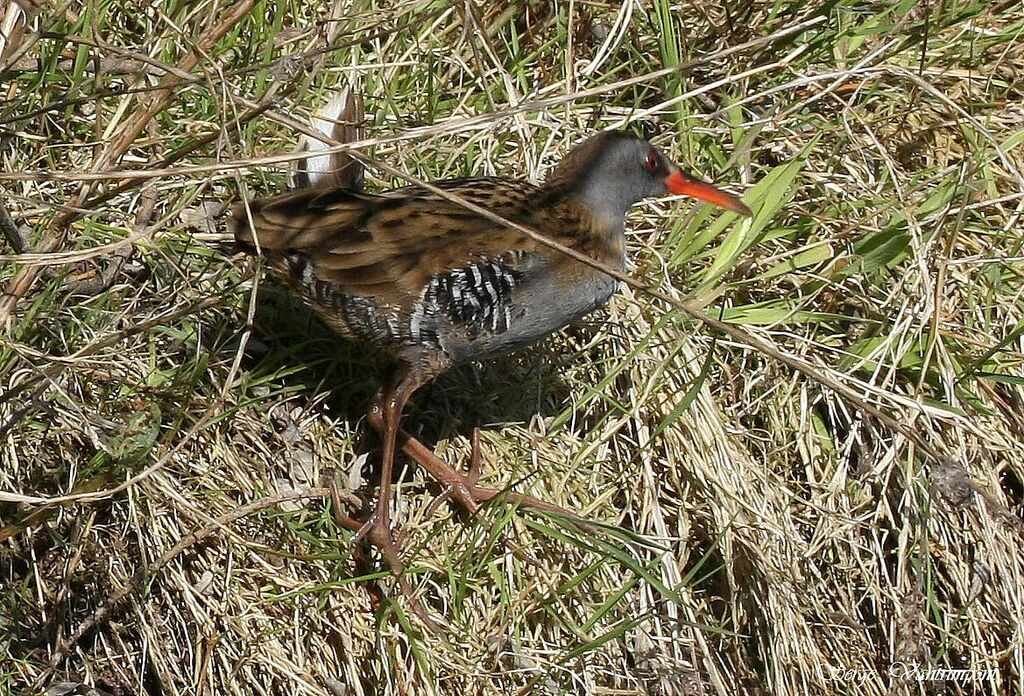 Râle d'eauadulte, Comportement