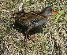 Water Rail