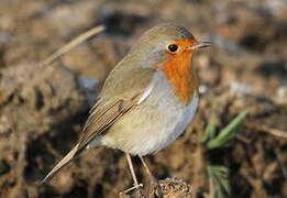 European Robin