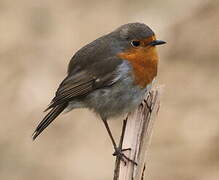 European Robin