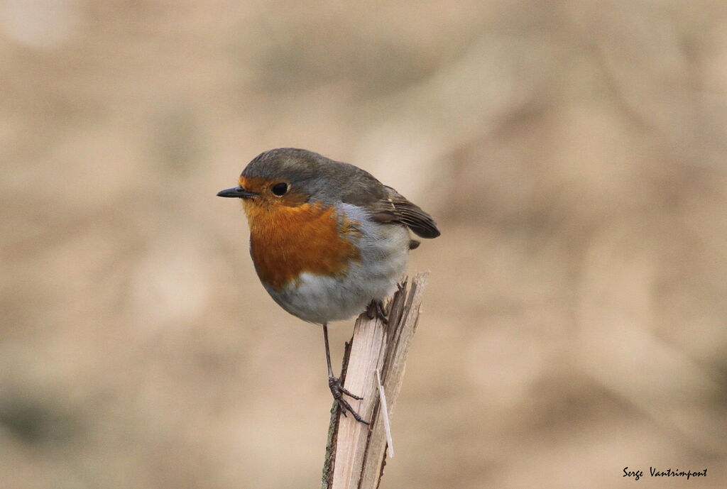 European Robinadult, Behaviour