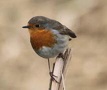 European Robin