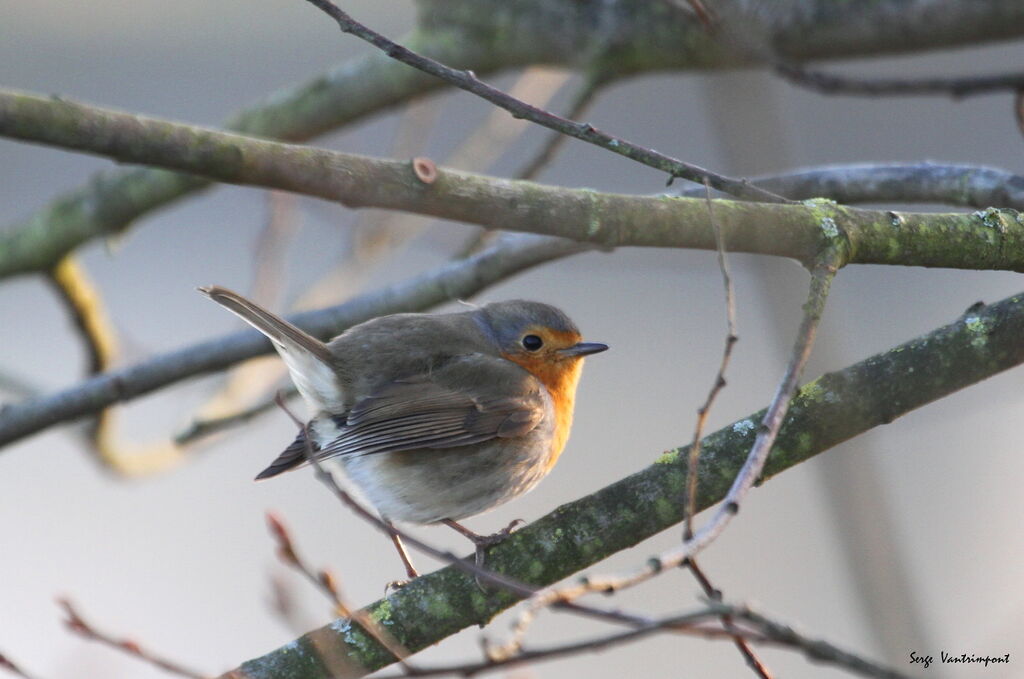 European Robin, close-up portrait