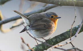 European Robin