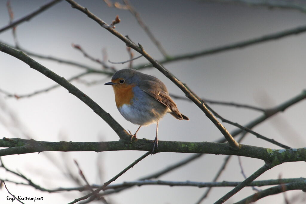 European Robinadult, Flight