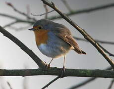 European Robin