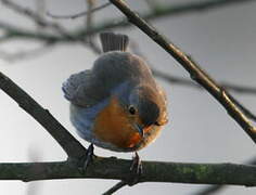 European Robin