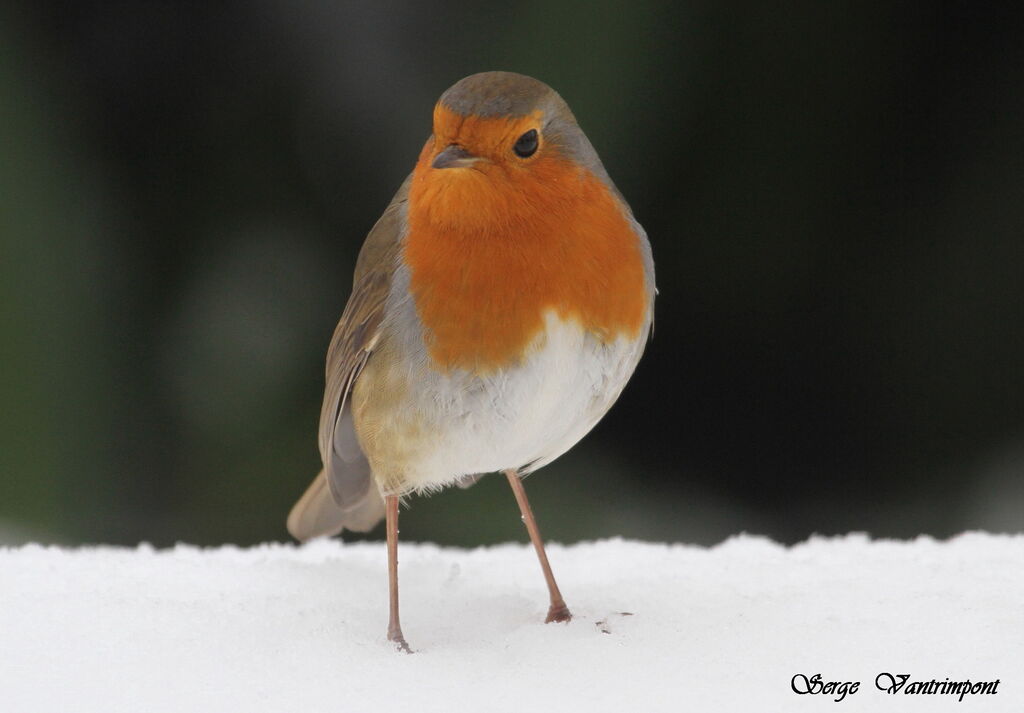 European Robinadult, Behaviour