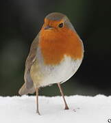 European Robin