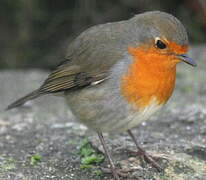 European Robin