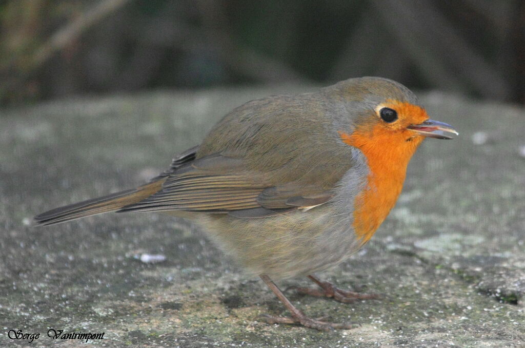 European Robin, Behaviour