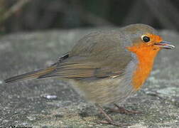 European Robin