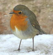 European Robin