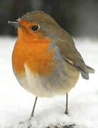 European Robin