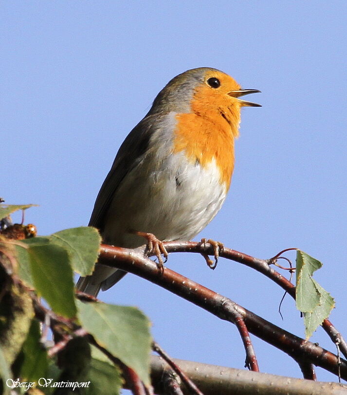 European Robinadult, song