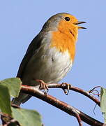 European Robin