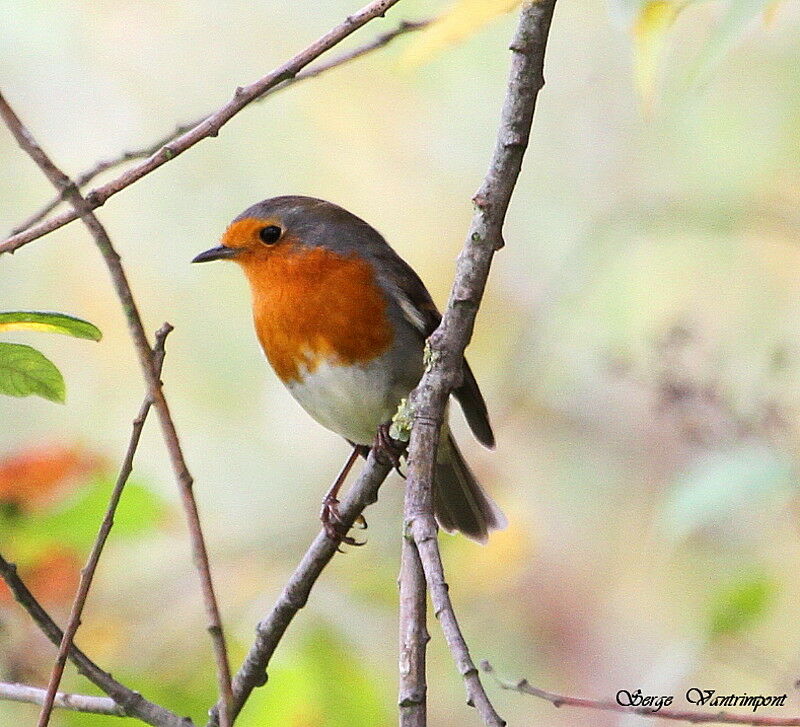 European Robinadult, Behaviour