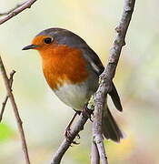 European Robin