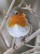 European Robin