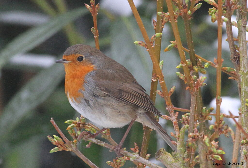 European Robinadult, Behaviour