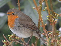 European Robin