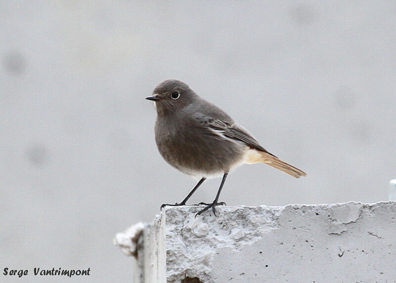 Black Redstartadult, Behaviour