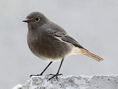 Black Redstart