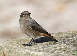 Black Redstart