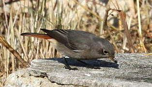 Black Redstart